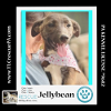 adoptable Dog in  named Jellybean (Spring Flings) 042024