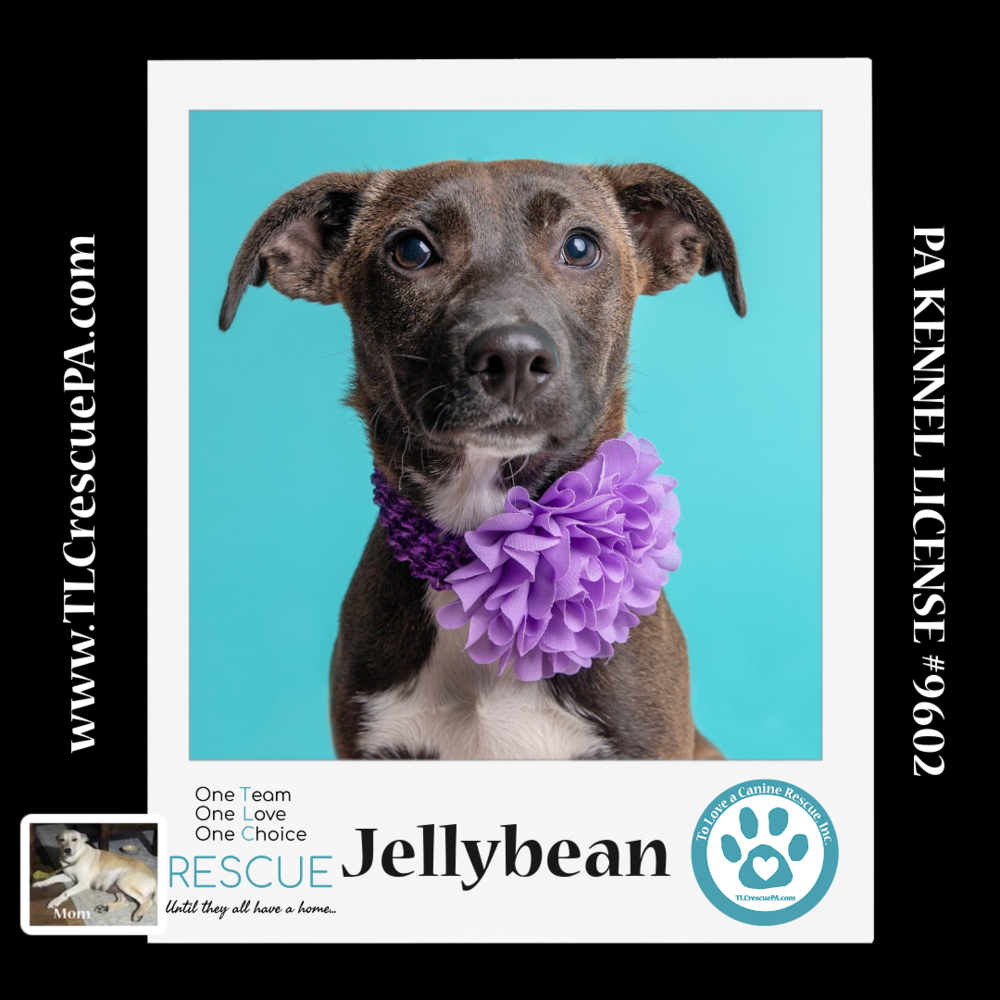 adoptable Dog in Kimberton, PA named Jellybean (Spring Flings) 042024