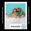 adoptable Dog in  named Sweetie 042024