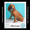adoptable Dog in  named Sheeran 040624