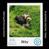 adoptable Dog in , PA named Itty (Mini Mutts) 042024