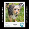 adoptable Dog in kimberton, PA named Itty (Mini Mutts) 042024