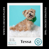 adoptable Dog in  named Tessa 042724