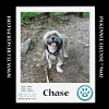 adoptable Dog in  named Chase 042724