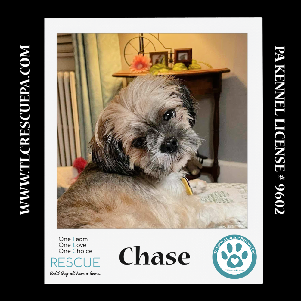 adoptable Dog in Kimberton, PA named Chase 042724
