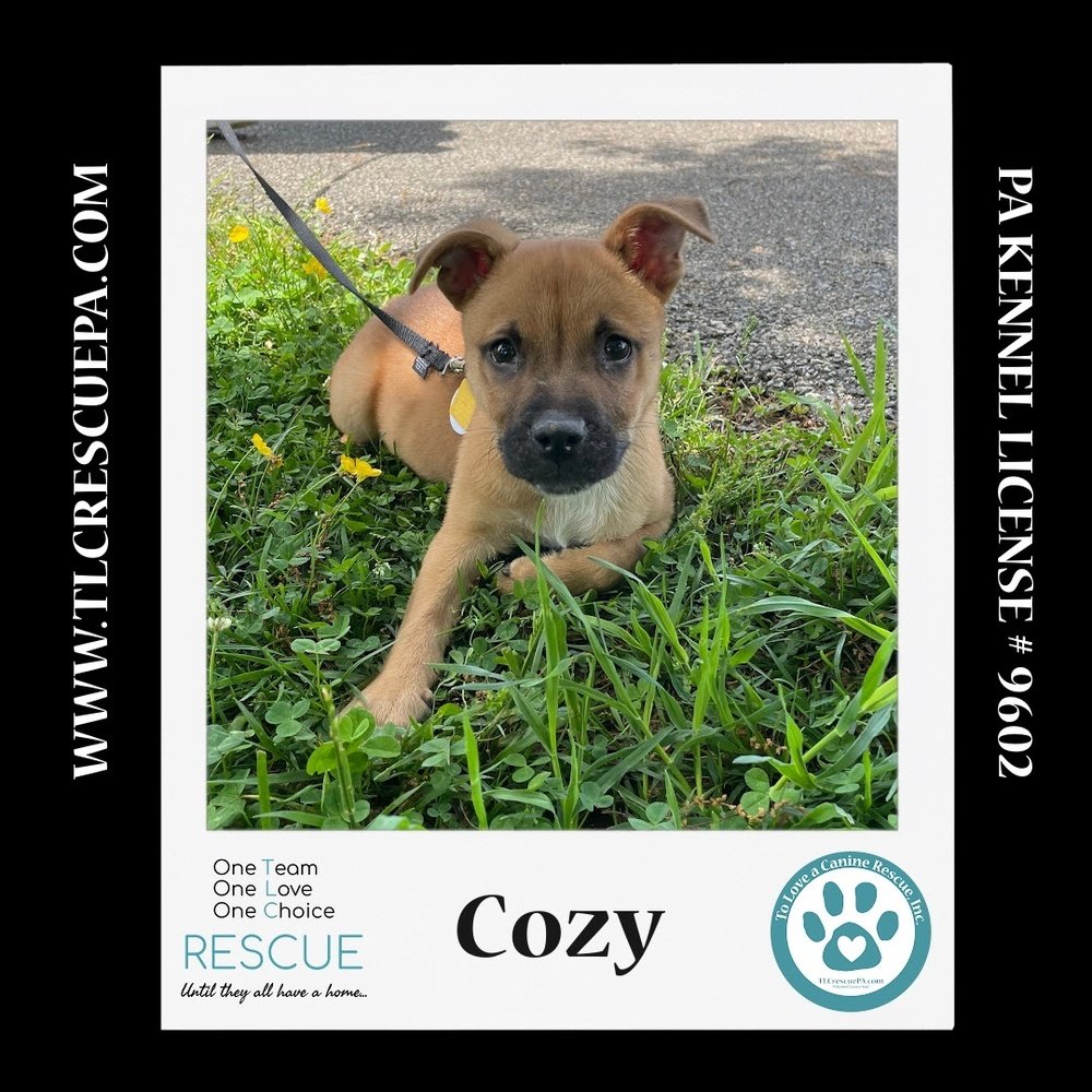 adoptable Dog in Kimberton, PA named Cozy 042724