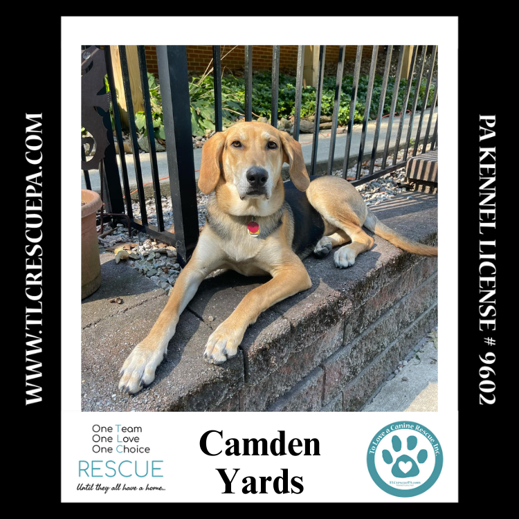 adoptable Dog in Kimberton, PA named Camden Yards (Ballpark Pups) 050424