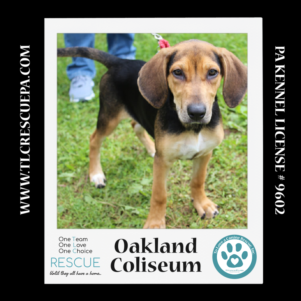 adoptable Dog in Kimberton, PA named Oakland Coliseum (Ballpark Pups) 050424