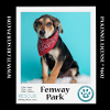 adoptable Dog in kimberton, PA named Fenway Park (Ballpark Pups) 050424