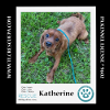 adoptable Dog in  named Katherine 042724