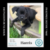 adoptable Dog in kimberton, PA named Harris (Small Fries) 050424