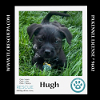 adoptable Dog in kimberton, PA named Hugh (Small Fries) 050424