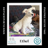 adoptable Dog in kimberton, PA named Ethel (Desilu Duo) 050424