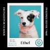 adoptable Dog in , PA named Ethel (Desilu Duo) 050424