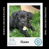 adoptable Dog in kimberton, PA named Ham (Small Fries) 050424