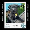adoptable Dog in kimberton, PA named Ham (Small Fries) 050424