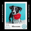 adoptable Dog in  named Blossom 050424