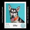 adoptable Dog in kimberton, PA named Ellie 051824