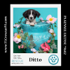 adoptable Dog in kimberton, PA named Ditto (Dust Bunnies) 051824
