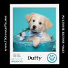 adoptable Dog in kimberton, PA named Duffy (Dust Bunnies) 051824