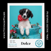 adoptable Dog in kimberton, PA named Dolce (Dust Bunnies) 051824