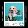 adoptable Dog in kimberton, PA named Dory (Dust Bunnies) 051824