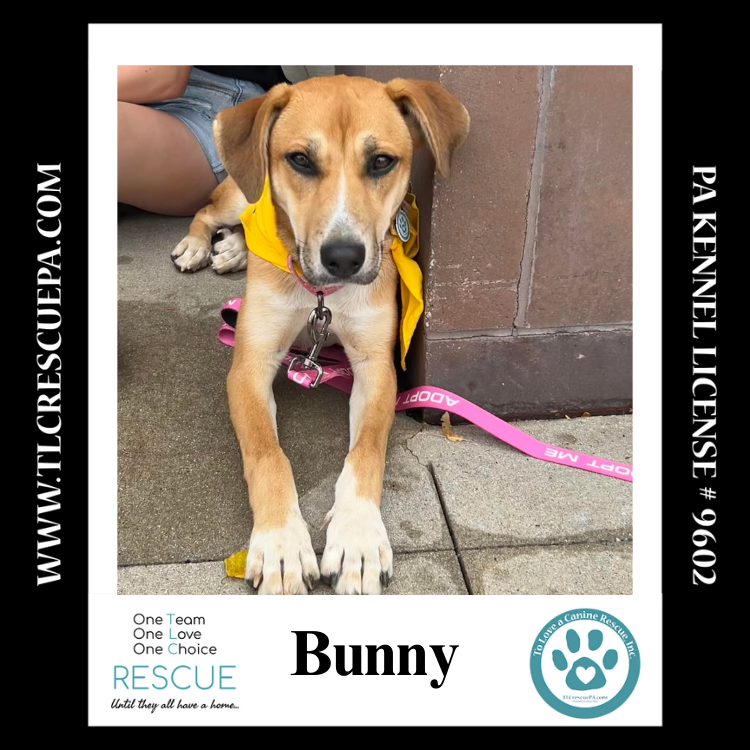 adoptable Dog in Kimberton, PA named Bunny (Spring Flings) 060824