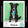 adoptable Dog in  named Duncan (Cocoa Krispies) 020324