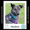 adoptable Dog in  named Shadow aka Gretle (BabyGirl Pup) 072824