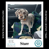 adoptable Dog in  named Starr 072724