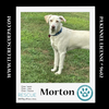 adoptable Dog in Kimberton, PA named Morton (Cartoon Cuties) 080324