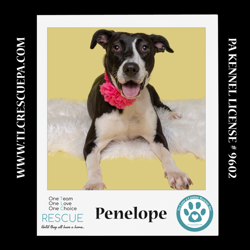 adoptable Dog in Kimberton, PA named Penelope 080324