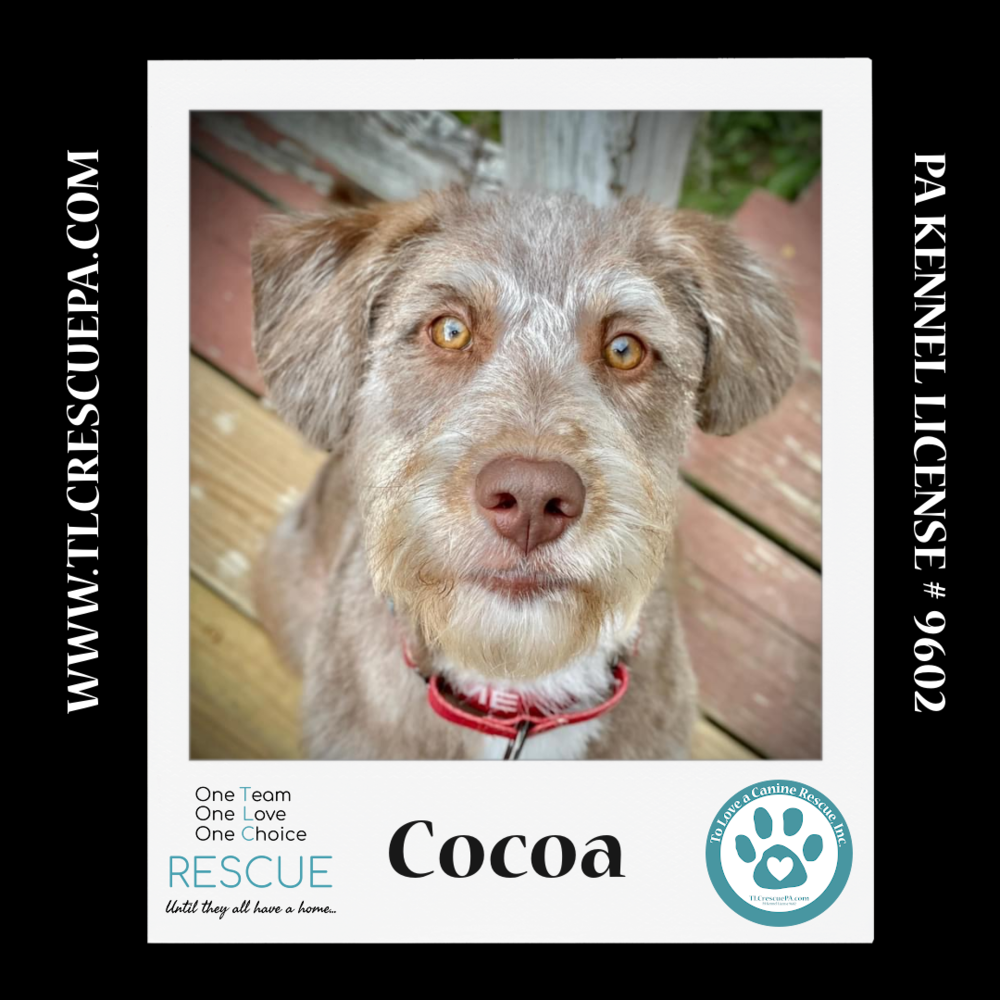 adoptable Dog in Kimberton, PA named Cocoa 060824