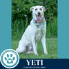 adoptable Dog in kimberton, PA named Yeti (Cartoon Cuties) 072024
