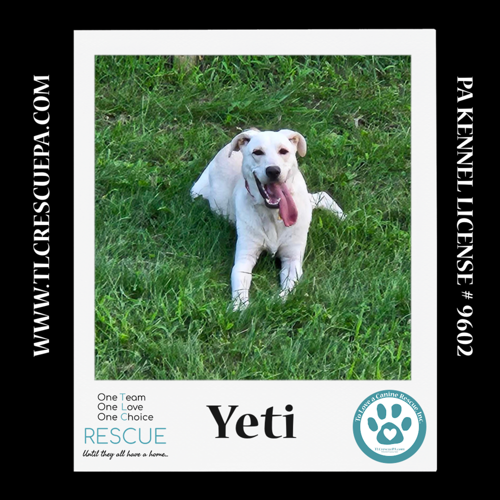 adoptable Dog in Kimberton, PA named Yeti (Cartoon Cuties) 072024