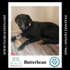 adoptable Dog in Kimberton, PA named Butterbean (Cartoon Cuties) 072024