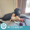 adoptable Dog in Kimberton, PA named Butterbean (Cartoon Cuties) 072024