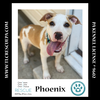 adoptable Dog in  named Phoenix (The Enchanted Six) 081024