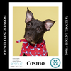 adoptable Dog in , PA named Cosmo (The Enchanted Six) 081024