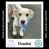 adoptable Dog in , PA named Houdini (The Enchanted Six) 081024