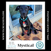 adoptable Dog in Kimberton, PA named Mystical (The Enchanted Six) 081024