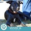 adoptable Dog in Kimberton, PA named Mystical (The Enchanted Six) 081024