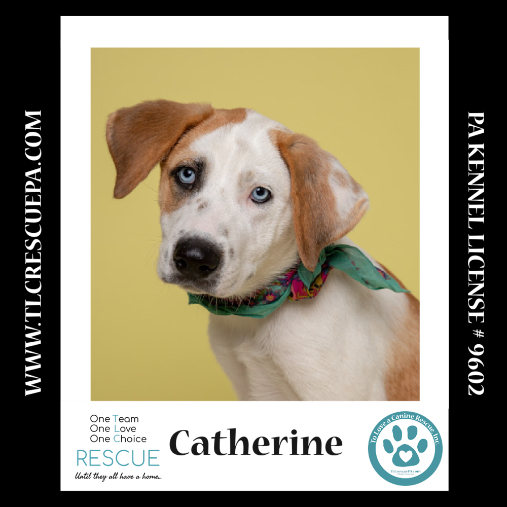 adoptable Dog in Kimberton, PA named Catherine (The Royals) 081024