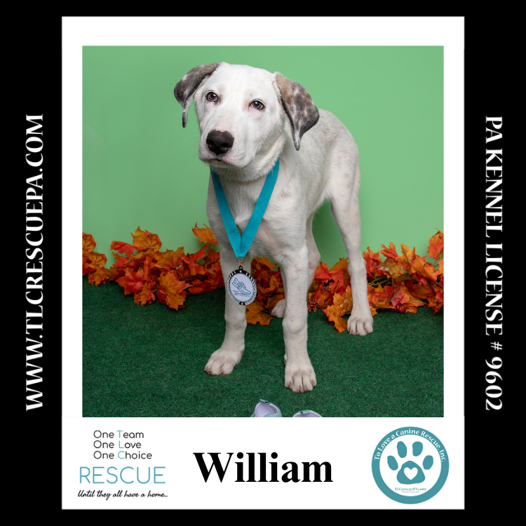 adoptable Dog in Kimberton, PA named William (The Royals) 081024