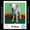 adoptable Dog in , PA named William (The Royals) 081024