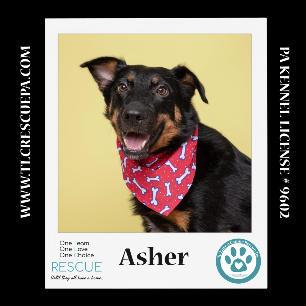 adoptable Dog in Kimberton, PA named Asher 081724