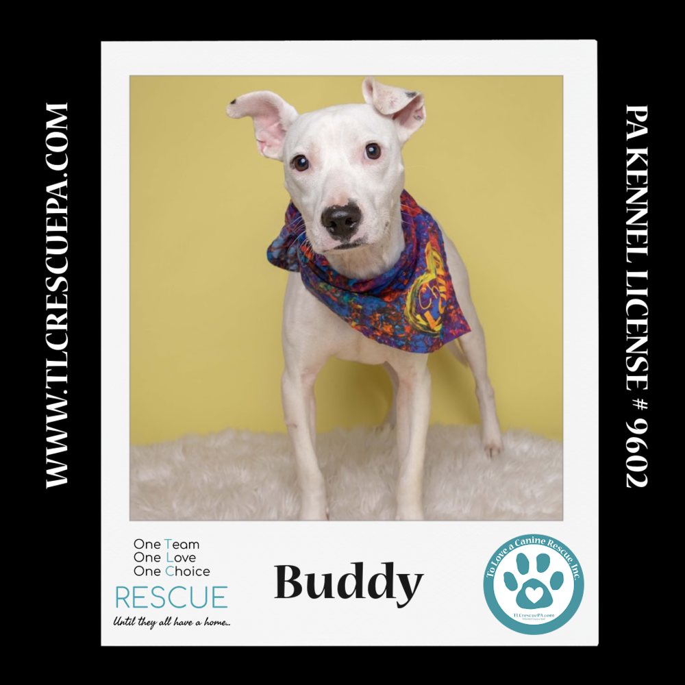 adoptable Dog in Kimberton, PA named Buddy 081724