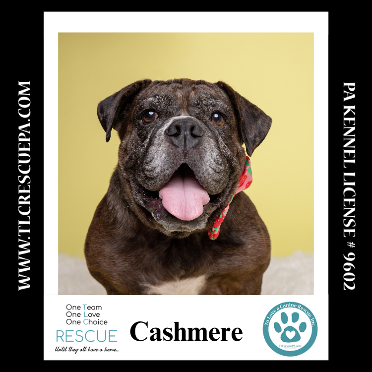 adoptable Dog in Kimberton, PA named Cashmere 081724