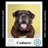 adoptable Dog in , PA named Cashmere 081724