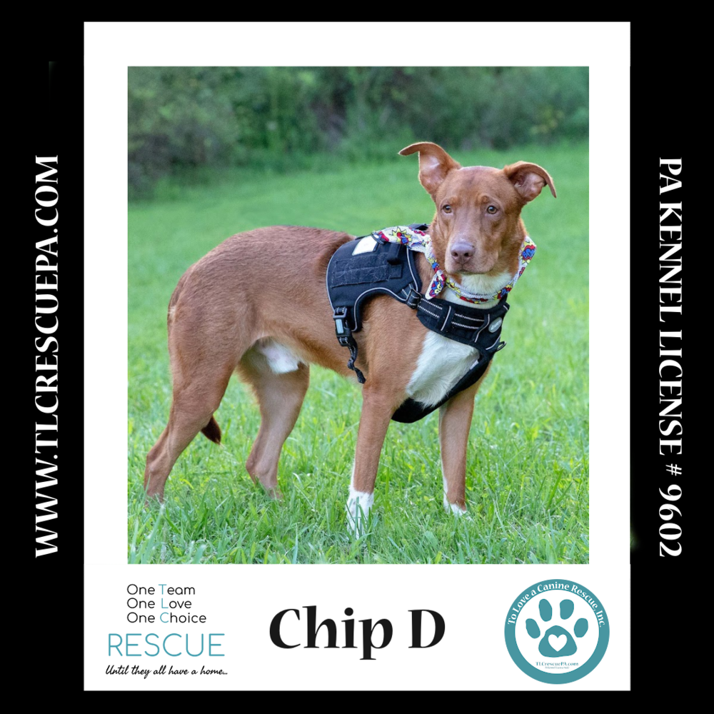 adoptable Dog in Kimberton, PA named Chip D 081724